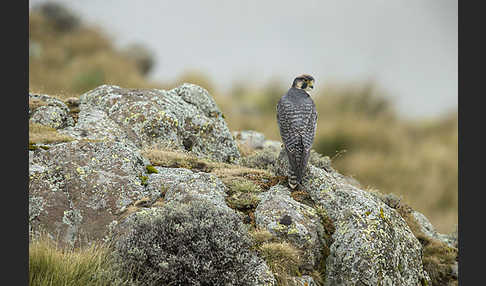 Lannerfalke sspec.2 (Falco biarmicus abyssinicus)