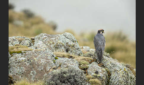 Lannerfalke sspec.2 (Falco biarmicus abyssinicus)