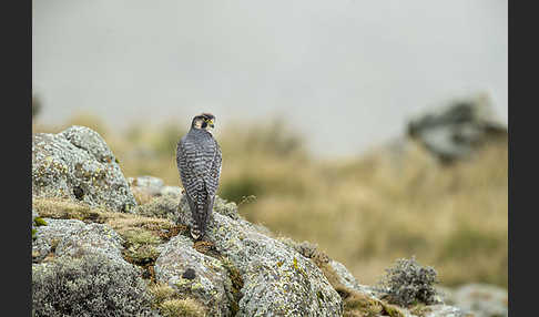 Lannerfalke sspec.2 (Falco biarmicus abyssinicus)