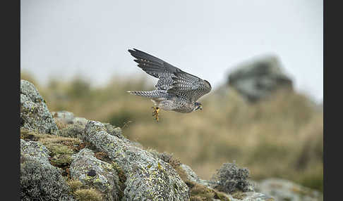 Lannerfalke sspec.2 (Falco biarmicus abyssinicus)