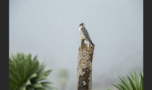 Lannerfalke sspec.2 (Falco biarmicus abyssinicus)