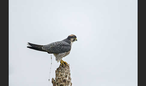 Lannerfalke sspec.2 (Falco biarmicus abyssinicus)