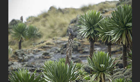 Lannerfalke sspec.2 (Falco biarmicus abyssinicus)