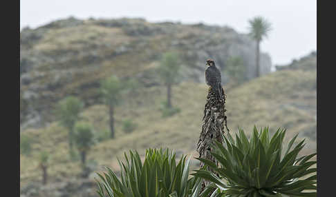 Lannerfalke sspec.2 (Falco biarmicus abyssinicus)