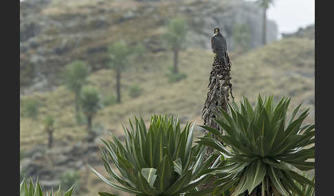 Lannerfalke sspec.2 (Falco biarmicus abyssinicus)