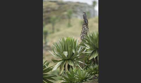 Lannerfalke sspec.2 (Falco biarmicus abyssinicus)