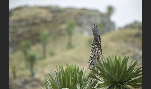 Lannerfalke sspec.2 (Falco biarmicus abyssinicus)