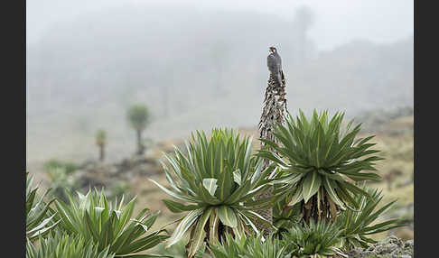 Lannerfalke sspec.2 (Falco biarmicus abyssinicus)