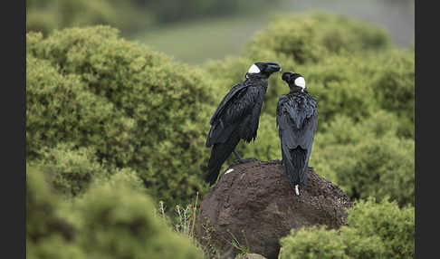 Erzrabe (Corvus crassirostris)