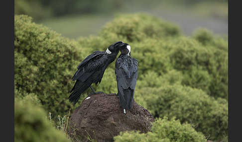 Erzrabe (Corvus crassirostris)