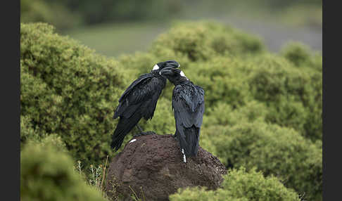 Erzrabe (Corvus crassirostris)