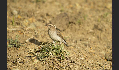 Buschsteinsperling (Gymnoris dentata)