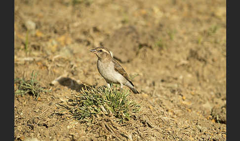 Buschsteinsperling (Gymnoris dentata)