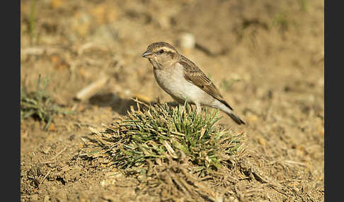 Buschsteinsperling (Gymnoris dentata)