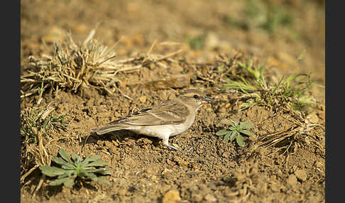 Buschsteinsperling (Gymnoris dentata)