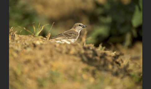 Buschsteinsperling (Gymnoris dentata)