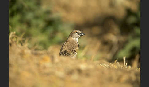 Buschsteinsperling (Gymnoris dentata)