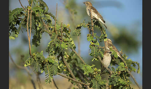 Buschsteinsperling (Gymnoris dentata)