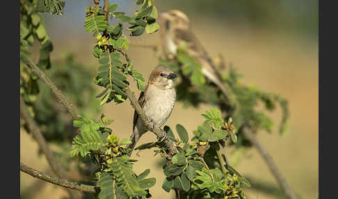 Buschsteinsperling (Gymnoris dentata)