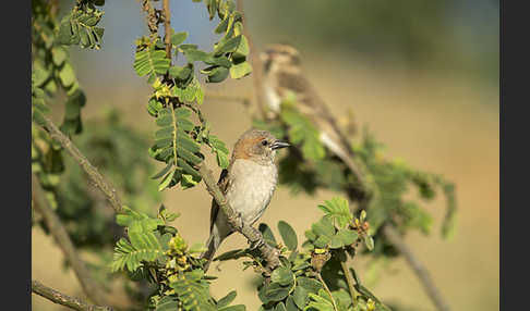 Buschsteinsperling (Gymnoris dentata)