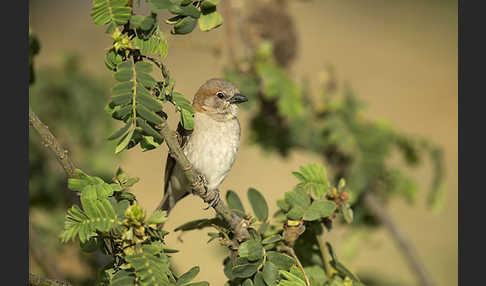 Buschsteinsperling (Gymnoris dentata)