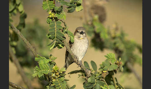 Buschsteinsperling (Gymnoris dentata)