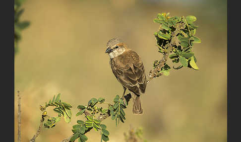 Buschsteinsperling (Gymnoris dentata)