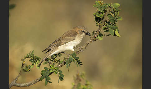 Buschsteinsperling (Gymnoris dentata)