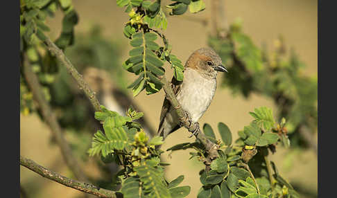 Buschsteinsperling (Gymnoris dentata)