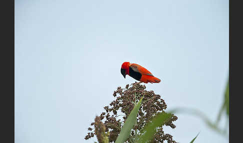 Feuerweber (Euplectes franciscanus)