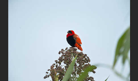 Feuerweber (Euplectes franciscanus)