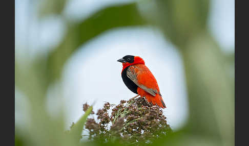 Feuerweber (Euplectes franciscanus)