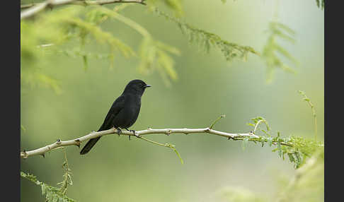 Braundrongoschnäpper (Melaenornis chocolatinus)