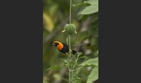 Flammenweber (Euplectes hordeaceus)