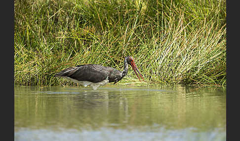 Schwarzstorch (Ciconia nigra)