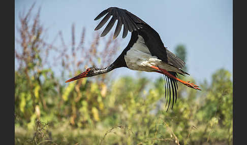 Schwarzstorch (Ciconia nigra)