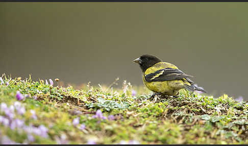 Schwarzkopfgirlitz (Serinus nigriceps)