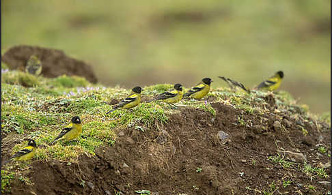 Schwarzkopfgirlitz (Serinus nigriceps)