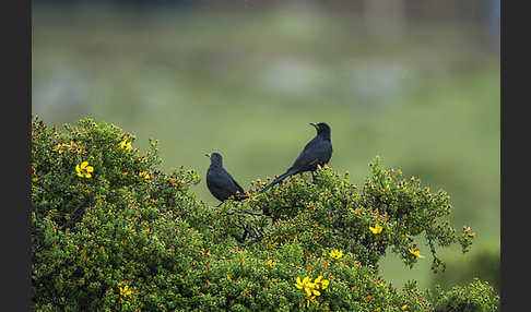 Zimtflügelstar (Onychognathus tenuirostris)