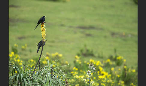 Zimtflügelstar (Onychognathus tenuirostris)