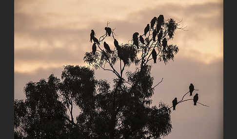 Schwarzmilan (Milvus migrans)