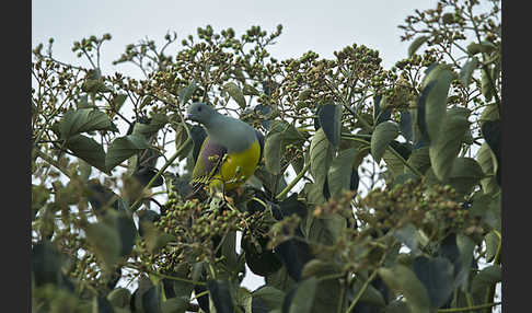 Waaliataube (Treron waalia)