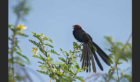 Schildweber (Euplectes ardens)