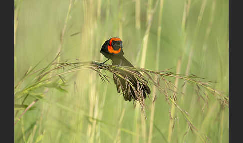 Schildweber (Euplectes ardens)