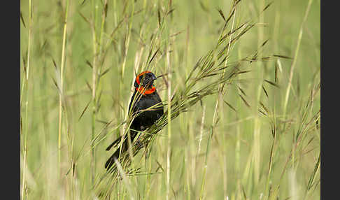 Schildweber (Euplectes ardens)