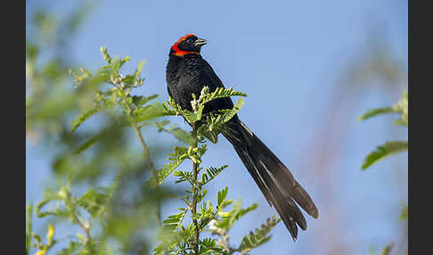 Schildweber (Euplectes ardens)