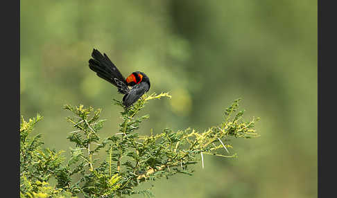 Schildweber (Euplectes ardens)