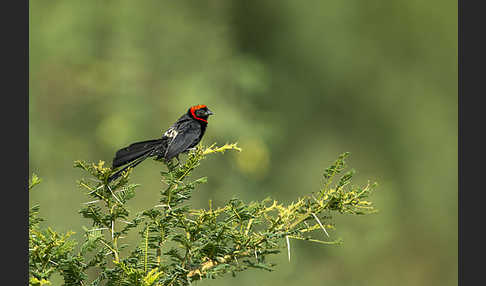 Schildweber (Euplectes ardens)