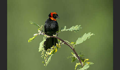 Schildweber (Euplectes ardens)