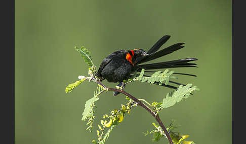 Schildweber (Euplectes ardens)